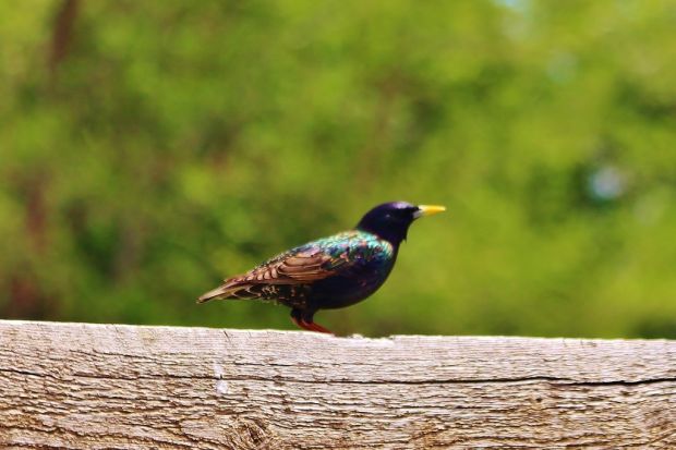 Birds